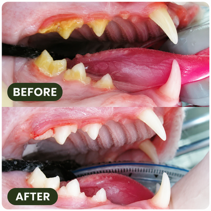 FurrBites™ Silvervine Dental Sticks for Cleaner Teeth